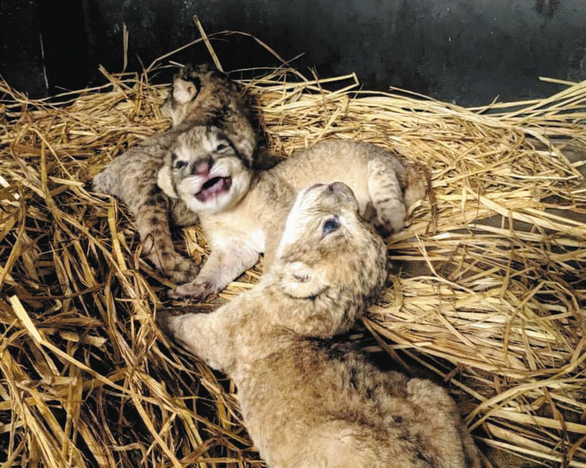 ガオー！」ライオンの赤ちゃん3頭こんにちは 愛知県豊橋市の「のんほ
