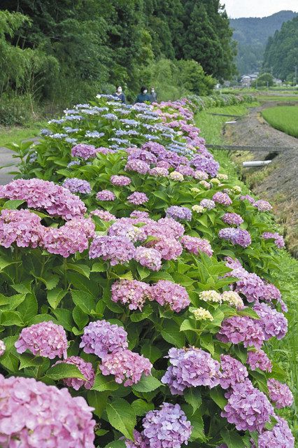 涼しげに１万本 アジサイ見頃に 鯖江 北中山地区アジサイロード 中日新聞web