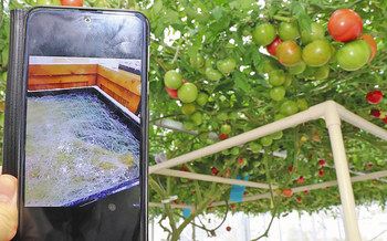 巨木トマトの 成長感じて 水耕栽培動画で紹介 日刊県民福井web