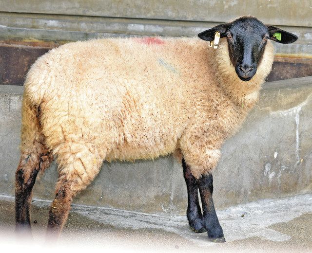 よろしくメェ〜 高岡古城公園動物園 ヒツジとヤギ仲間入り：北陸中日