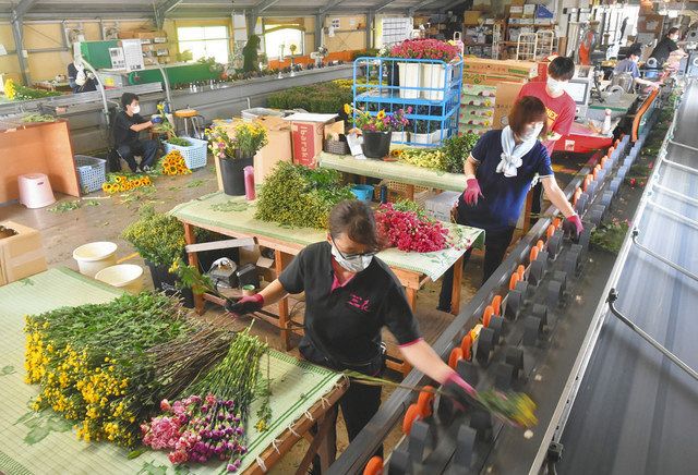 近づくお盆 仏花の出荷作業ピーク 坂井の生花店 中日新聞web