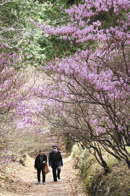 春の里山彩る紅紫色のコバノミツバツツジ 豊川：中日新聞Web