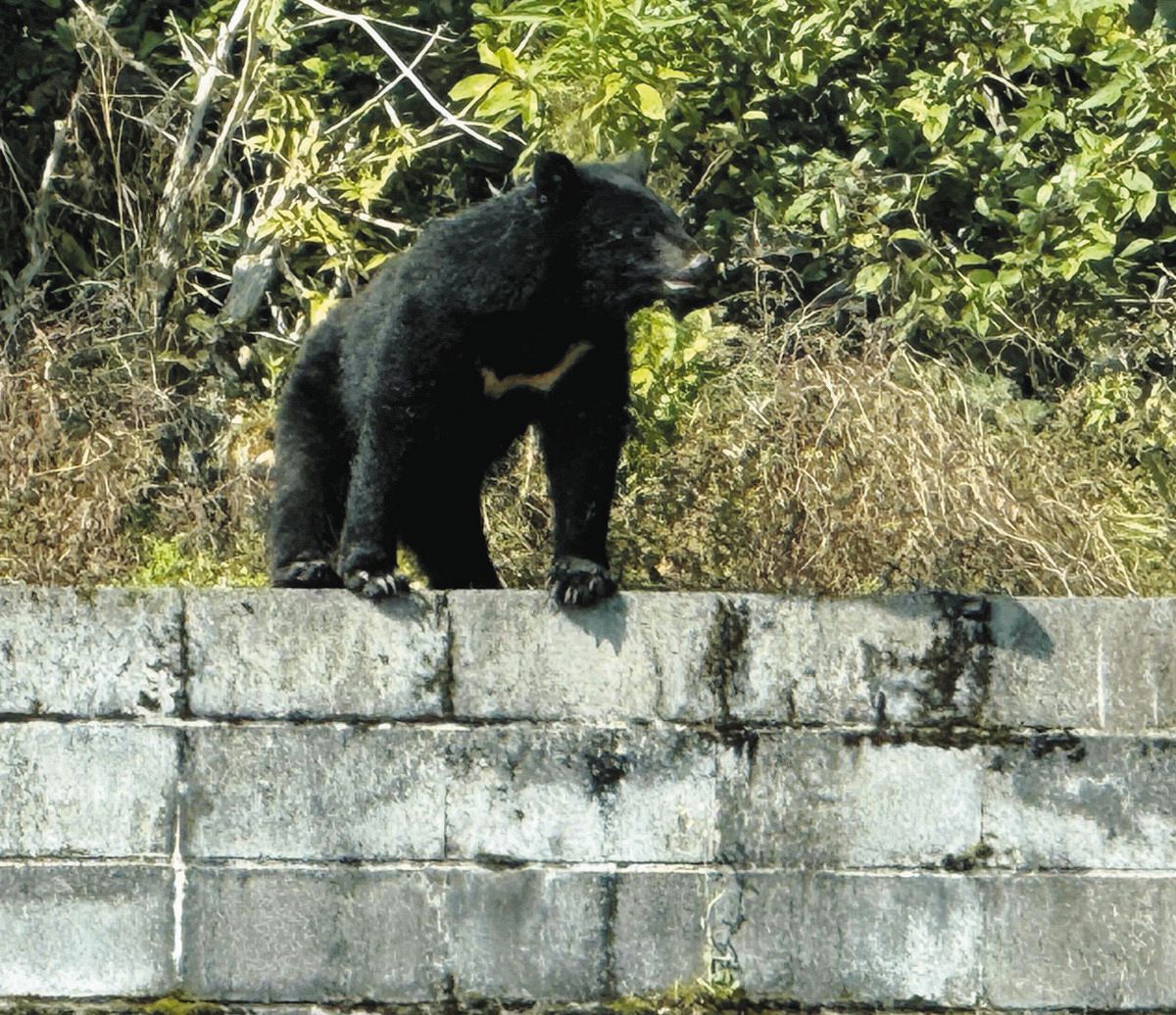 岐阜県揖斐川町と大野町でクマ目撃相次ぐ 9日出没と同一個体か：中日