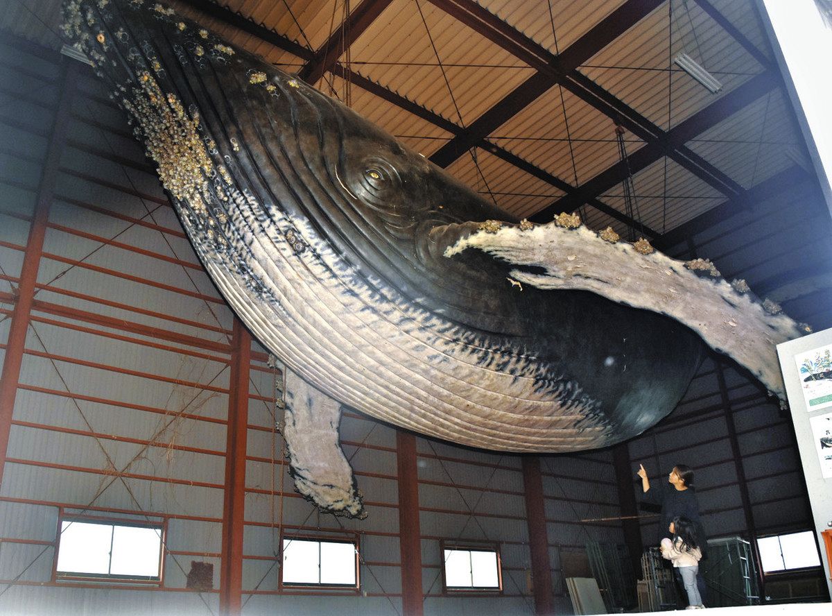 全長16メートルの実物大クジラ模型、郡上市で30年ぶりに公開 食品