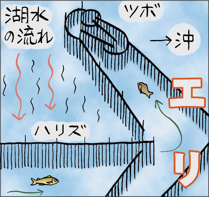 (313)“エリ漁”と漁師の知恵 (琵琶湖博物館 松田征也):中日新聞Web
