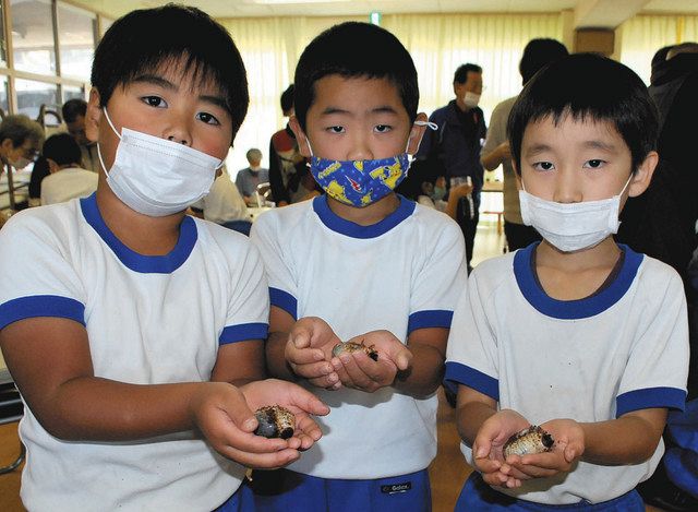 カブトムシ幼虫 成長楽しみ 小浜カフェ店長 西津小児童へ贈る 中日新聞web