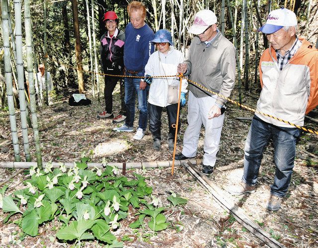 絶滅危惧のクマガイソウが見頃 掛川で保存会が自生地公開:中日 絶滅危惧のクマガイソウが見頃 掛川で保存会が自生地公開:中日