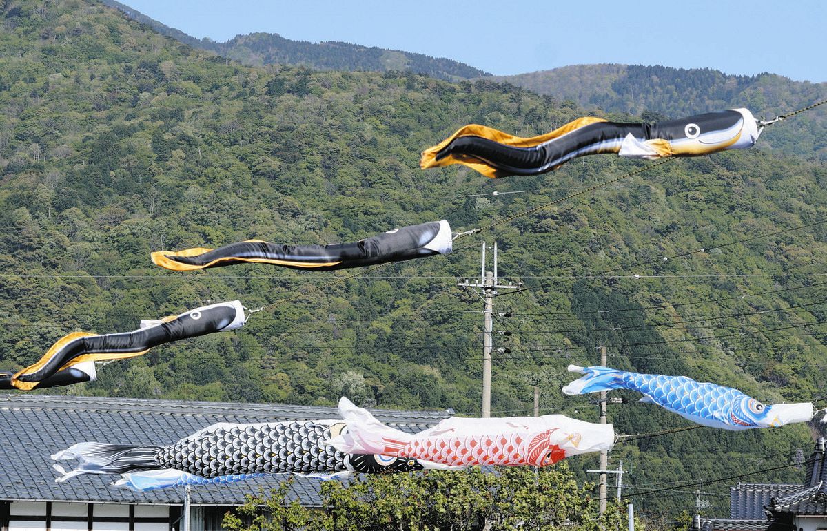 こいと一緒に「うなぎのぼり」 福井県若狭町の特産10匹が仲間入り：中日新聞Web