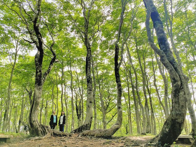 ブナ１万本 輝く新緑 大野 平家平 中日新聞web