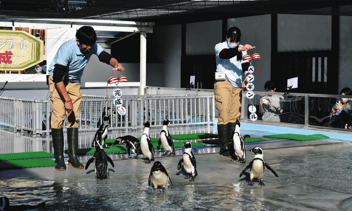 セール 掛川 花鳥園 ペンギンクッションおみやげ