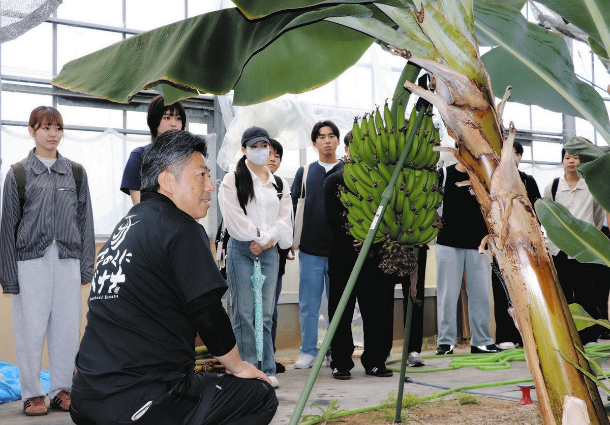 ほのくにバナナ」の魅力は 愛知大生、豊川の農園を見学：中日新聞Web