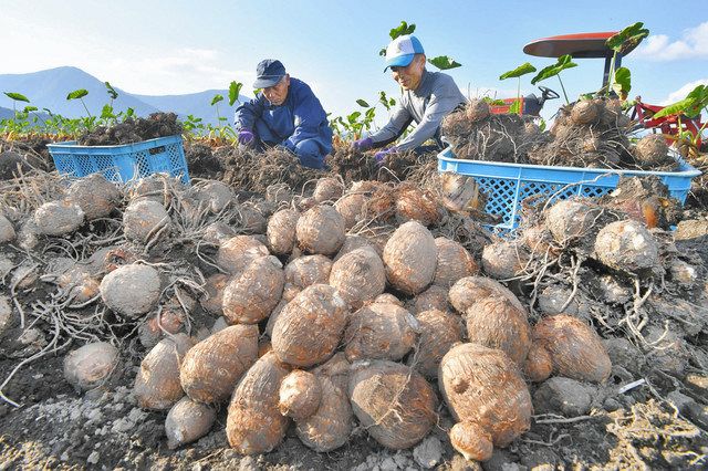 上庄のサトイモ丸々 大野で収穫 日刊県民福井web 上庄のサトイモ丸々 大野で収穫 日刊県民福井web