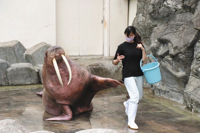 セイウチ キック 24歳 ビーチランド 23日と27日も催し 中日新聞web セイウチ キック 24歳 ビーチランド 23日と27日も催し 中日新聞web