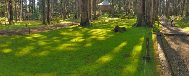 木漏れ日にコケ輝く 平泉寺白山神社 中日新聞web