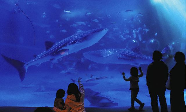 石川】ジンベエザメ 愛称決めて のとじま水族館 新入り2匹