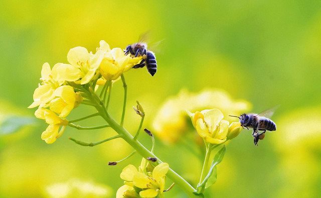 石川 羽慣らし ぶーん きょう啓蟄 北陸中日新聞web