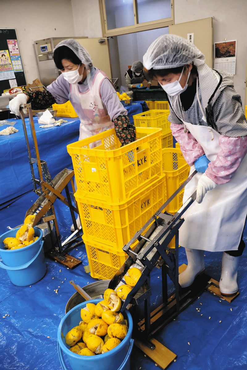 受け入れが始まり次々としぼられていくユズ＝恵那市笠置町の恵那ビジターセンターで
