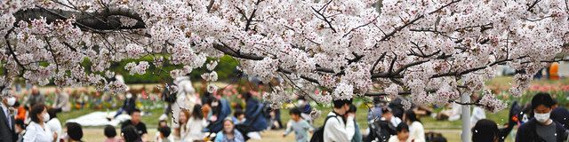愛知の桜 表情いろいろ ｗｅｂでお花見 中日新聞web