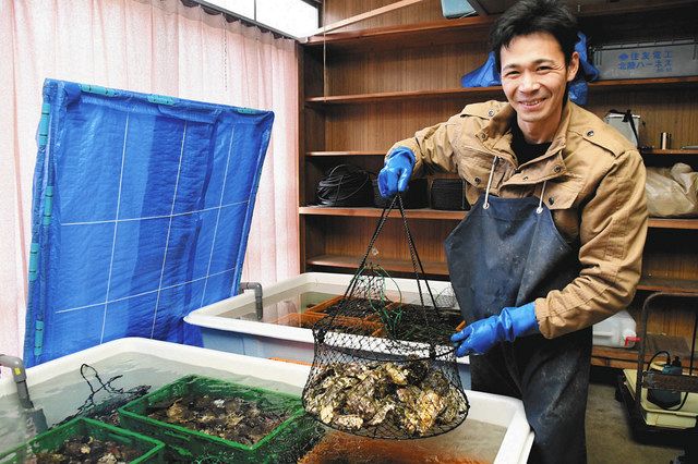 カキ 穴水の海が育む 加藤さん養殖修業３年 今季初出荷 北陸中日新聞web