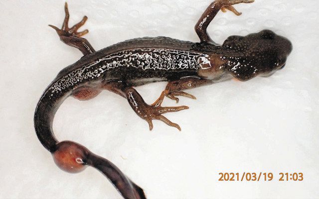 感染症のアカハライモリ確認 長浜バイオ大チーム、県東部のダムで:中日新聞Web