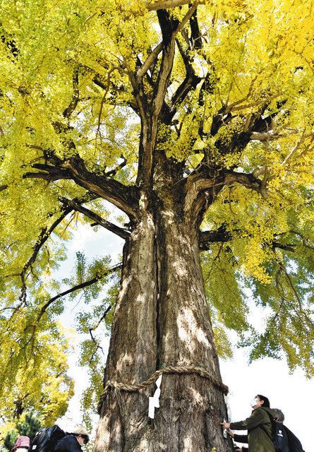 大イチョウ、金色の雄姿 高月：中日新聞Web