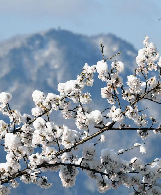 雪と満開の桜が共演 飛騨地域で氷点下記録：中日新聞web