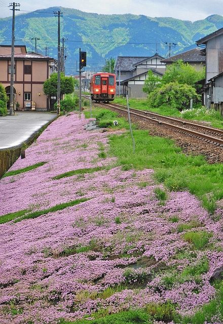 線路脇に薄紫色のじゅうたん 大野の越美北線沿線 タイムの花 中日新聞web