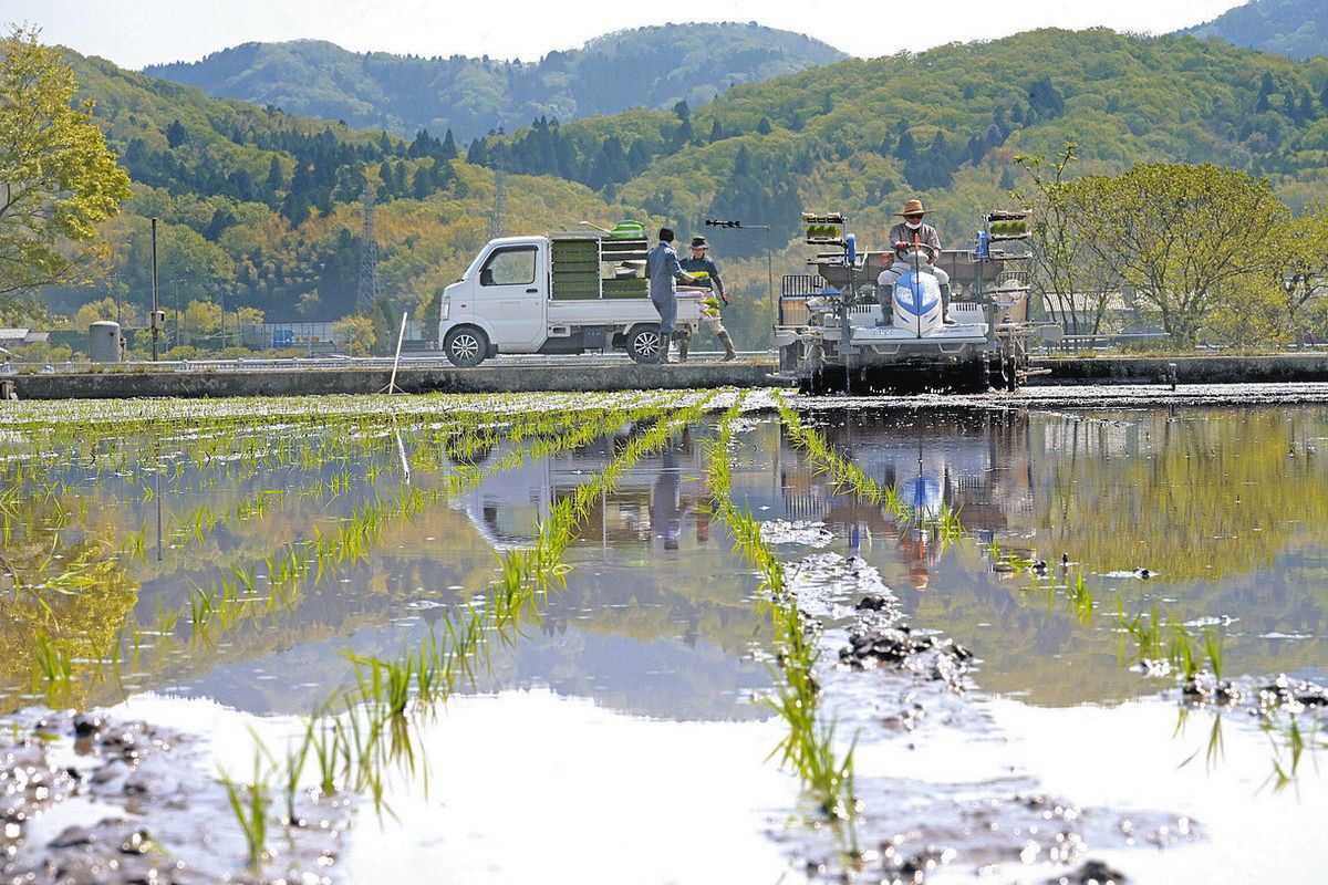 山採り エゴノキ 2 山採り エゴノキ 【公式通販】