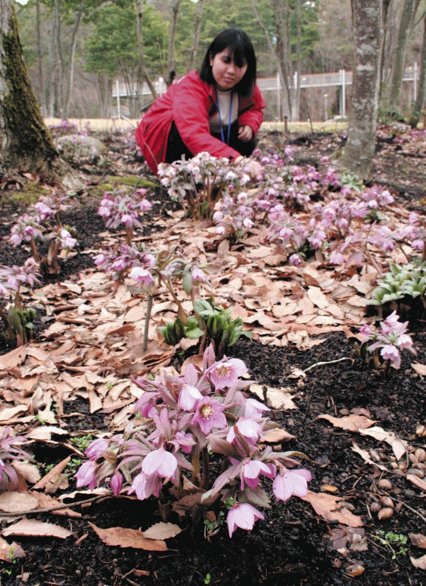 クリスマスローズ」アジア唯一の原種見頃 あづみの公園大町・松川地区