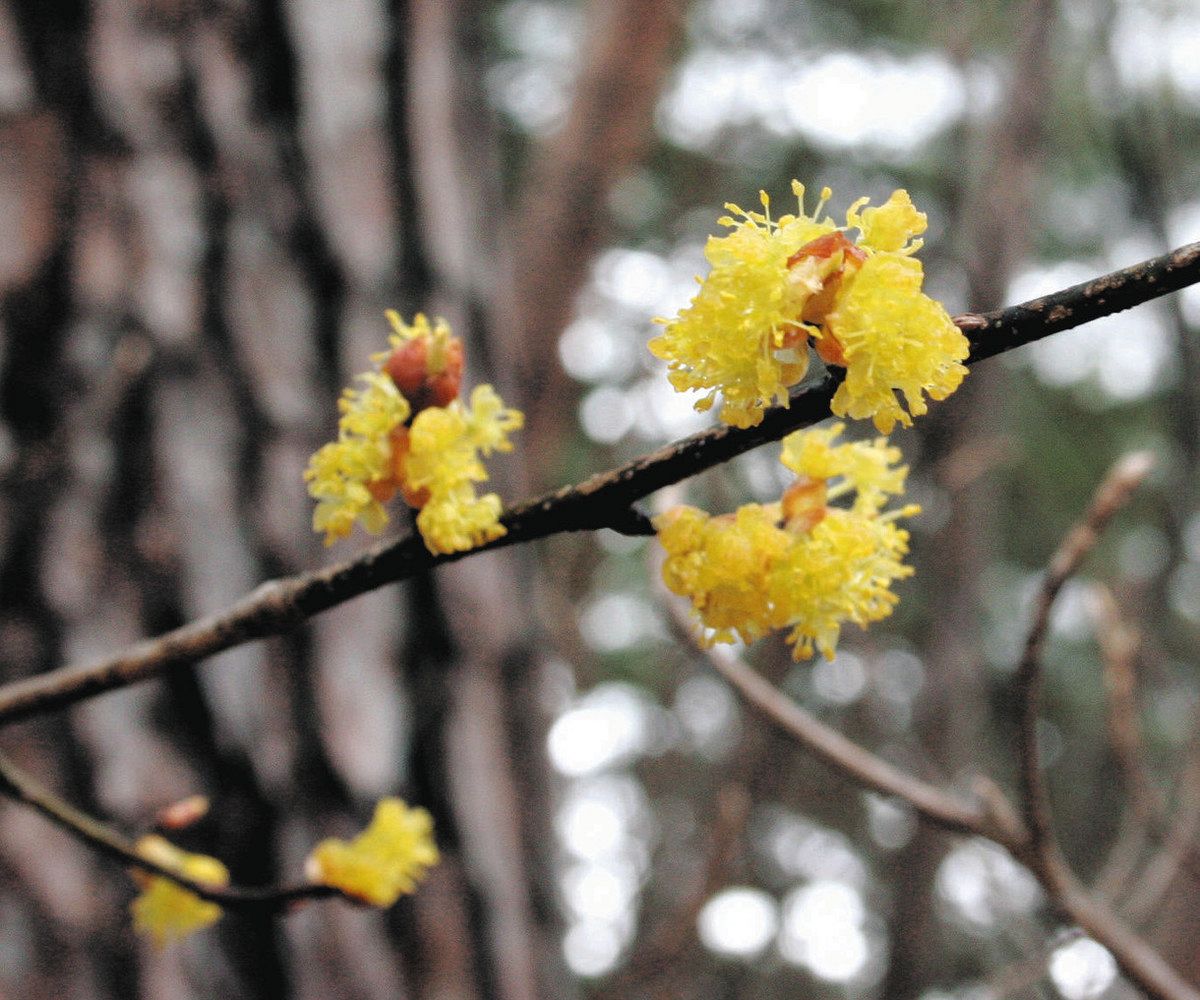 クリスマスローズ」アジア唯一の原種見頃 あづみの公園大町・松川地区