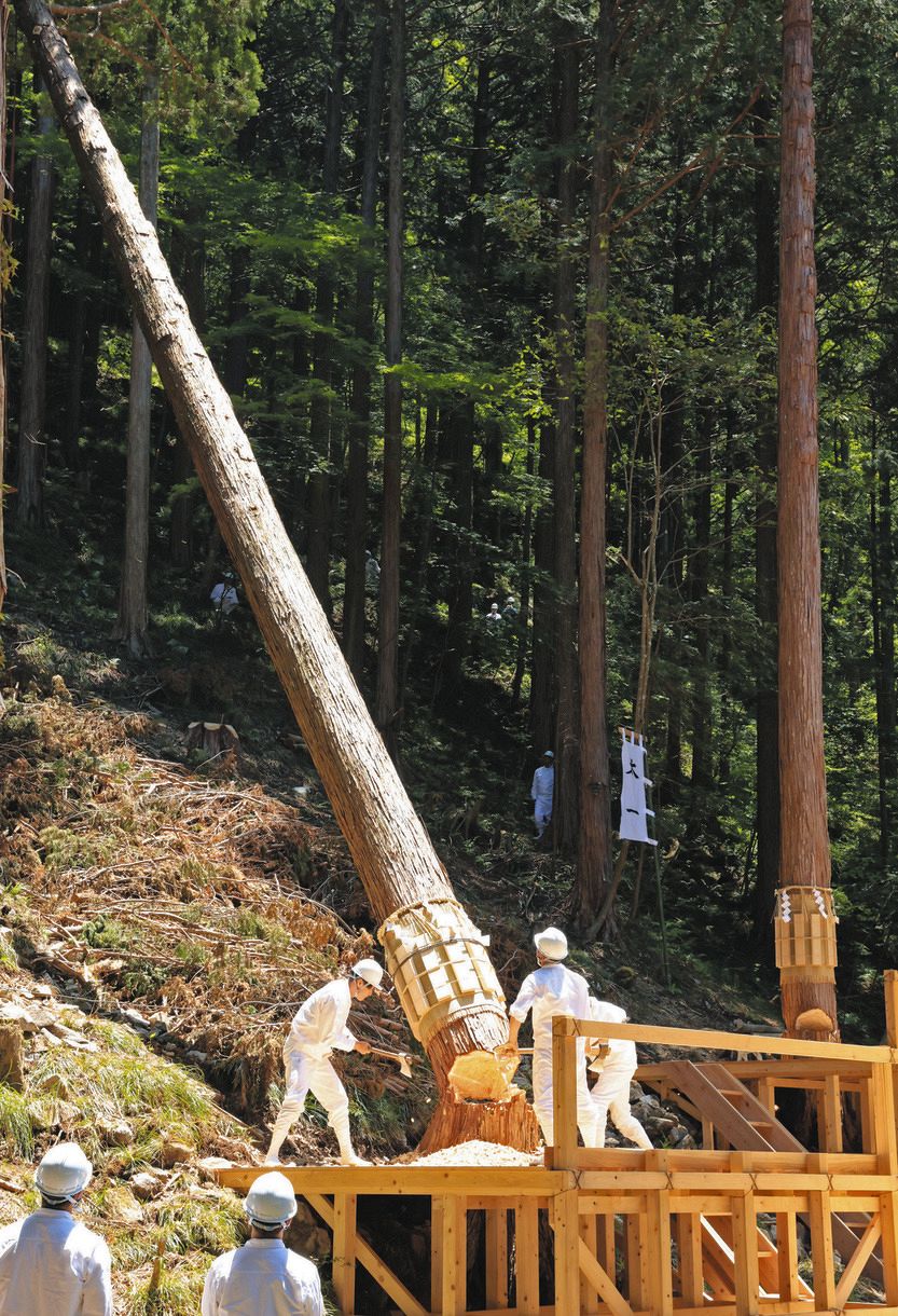 動画】式年遷宮へ裏木曽御用材伐採式、ご神体納める「御樋代」切り出す