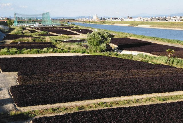 大治町の特産品「シソ」はなぜ有名になったのか?:中日新聞Web