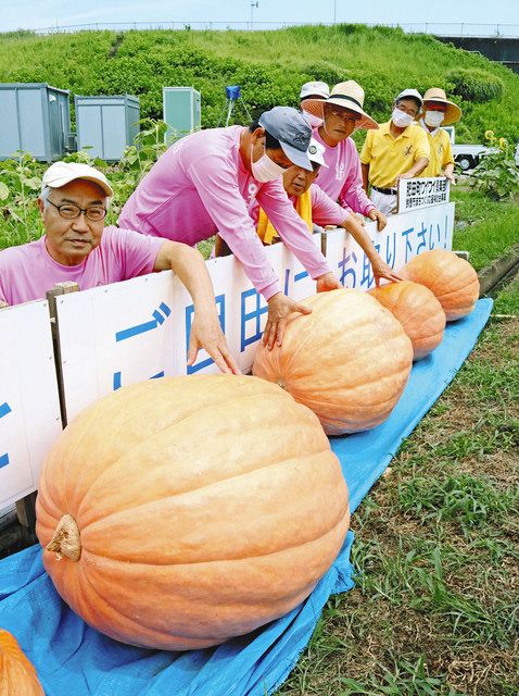 巨大カボチャ次々実る ハロウィーン向け 鈴鹿の団体収穫 中日新聞web
