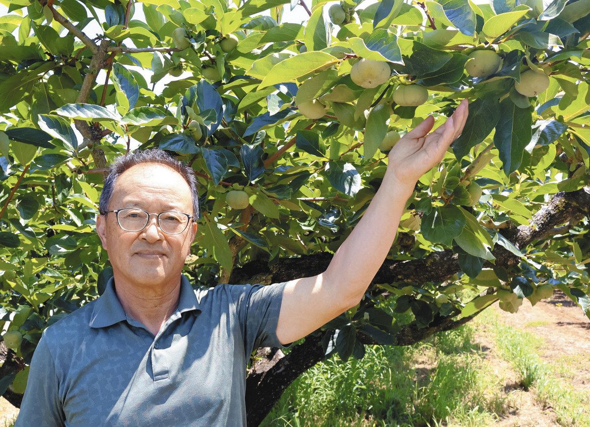 柿の木オーナー、あなたもいかが？ 玉城・蚊野の柿園で募集：中日新聞Web