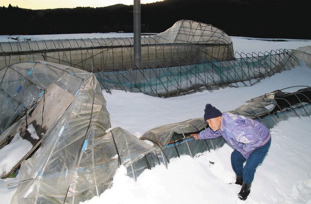 農家にも大雪ダメージ 中島菜用ビニールハウス倒壊 北陸中日新聞web