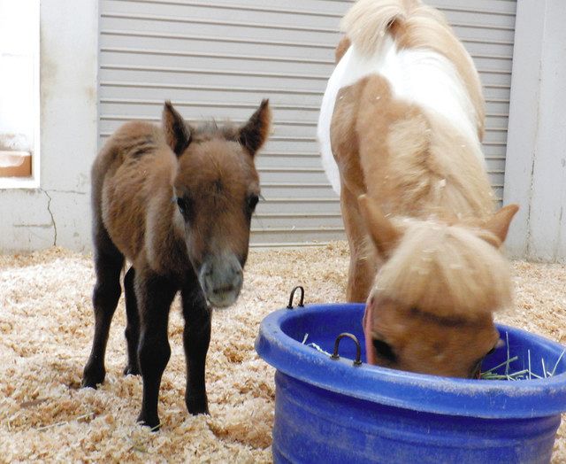 ミニチュアホースの赤ちゃんに名前を 岡崎の動物園募集 中日新聞web