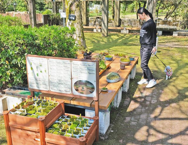 コケの庭園や盆栽 丸岡愛好家協力しギャラリー：日刊県民福井Web