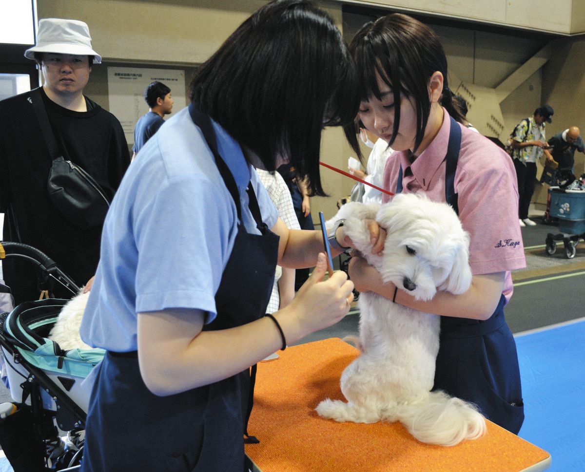 専門学生がペットの手入れをするブース＝名古屋市港区のポートメッセなごやで