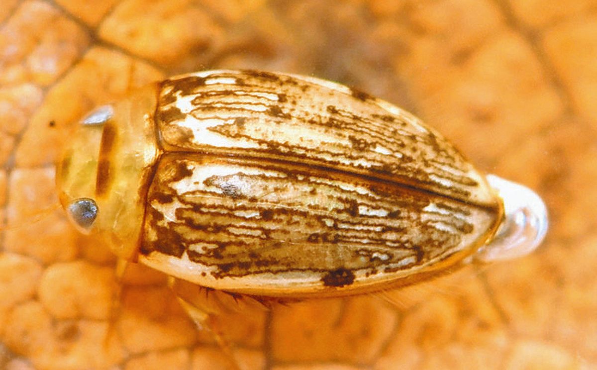 我が家の番犬ケンゴロウ ゲンゴロウ