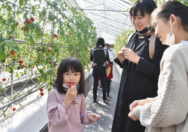 ほっぺたトマト 甘み丸々 舟橋 摘み取り体験会 北陸中日新聞web