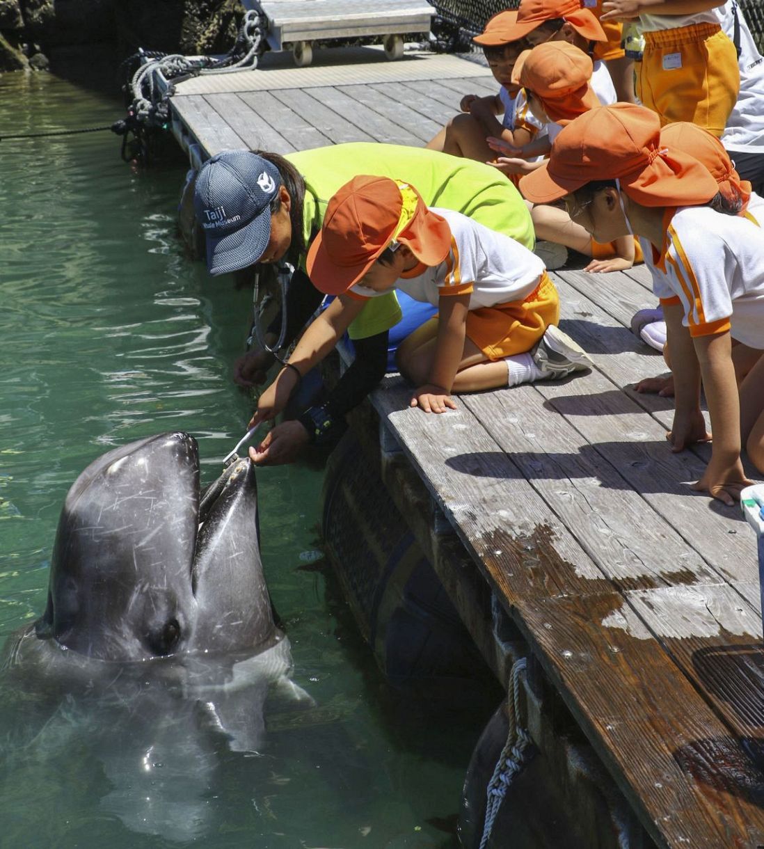 太地の博物館でクジラの歯磨き 洗車ブラシ使い健康PR：中日新聞Web