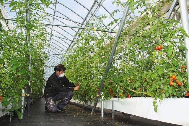 ミニトマトなどの栽培を始めた「平和堂ファーム」＝滋賀県野洲市で 