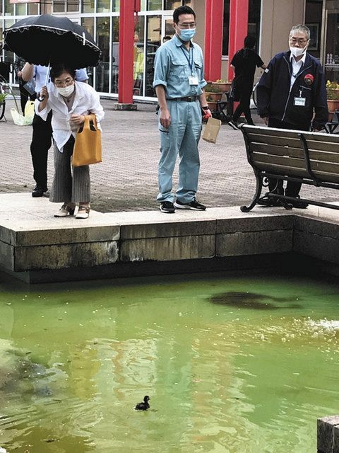 石川 カルガモ赤ちゃん迷子 アル プラザ金沢で市保護 北陸中日新聞web 石川 カルガモ赤ちゃん迷子 アル プラザ金沢で市保護 北陸中日新聞web