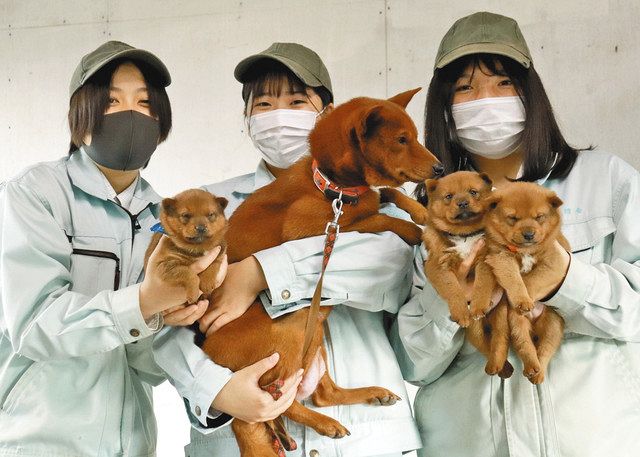 希少 美濃柴犬 生まれたよ 大垣養老高で繁殖に初成功 中日新聞web 希少 美濃柴犬 生まれたよ 大垣養老高で繁殖に初成功 中日新聞web