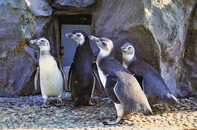 ペンギンひな4羽 すくすく のとじま水族館 きょう散歩デビュー：北陸