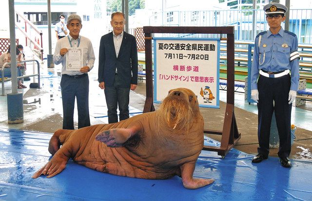 セイウチのツララが交通安全特別大使に 鳥羽水族館でPR：中日新聞Web