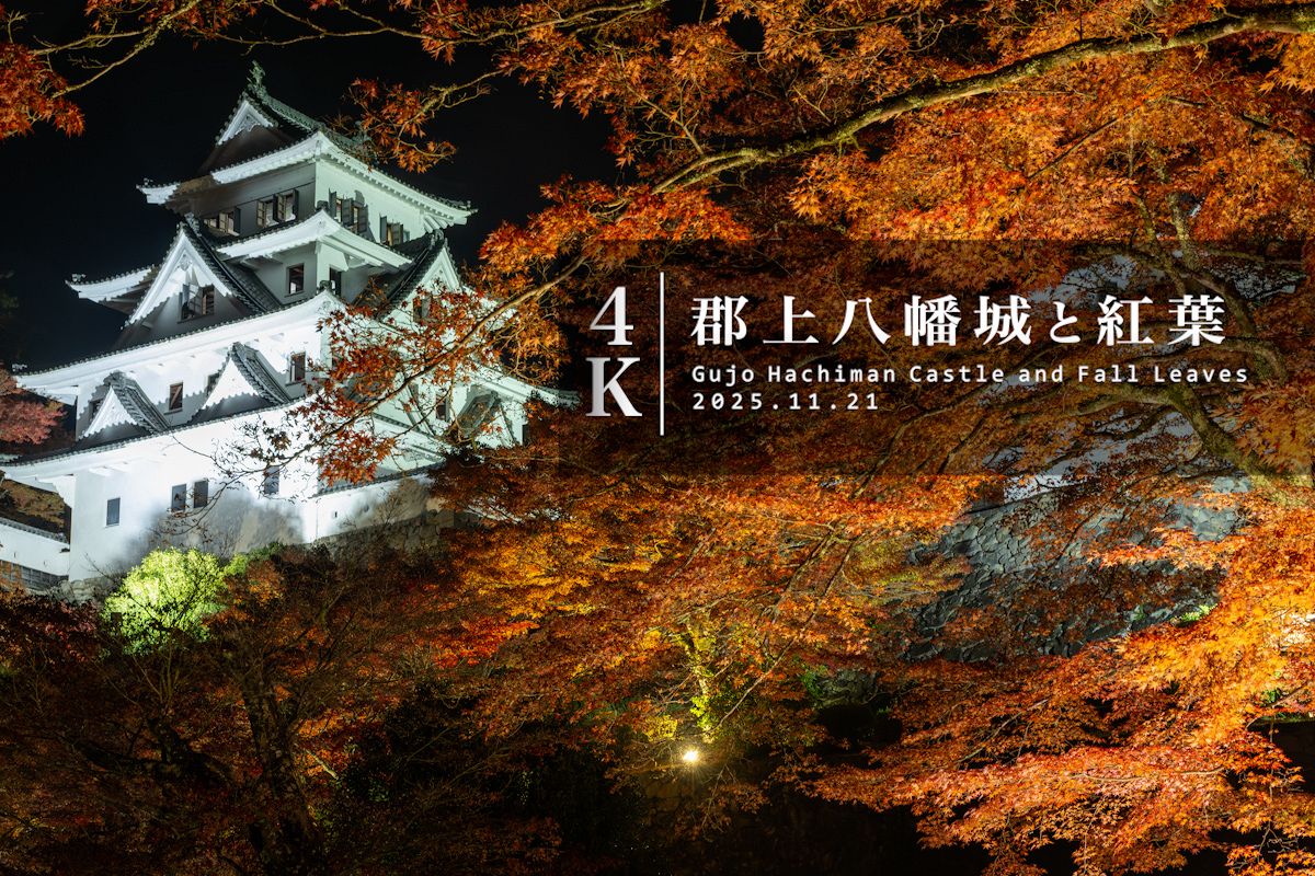動画】「天守炎上」 岐阜・郡上八幡城で紅葉ライトアップ始まる：中日