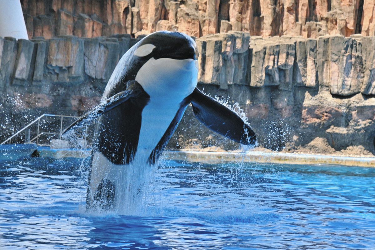 ゆー様 名古屋港水族館シャチ　鴨川シーワールド シャチ7匹 ゆー様 名古屋港水族館シャチ 鴨川シーワールド シャチ7匹