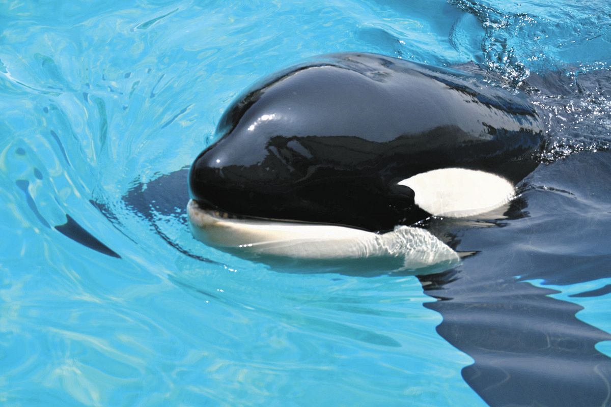 名古屋港水族館の「顔」シャチのアース天国へ 国内唯一のオスで