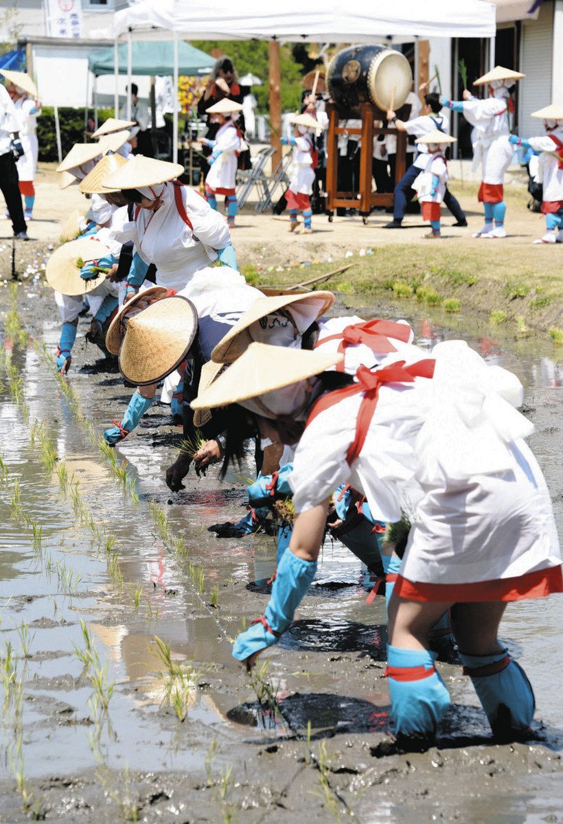 お田植え唄や踊りが披露される中、一列になって苗を植える参加者ら＝恵那市長島町正家で